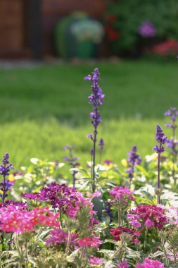 a multicolored flowerbed on a lawn the spring garden