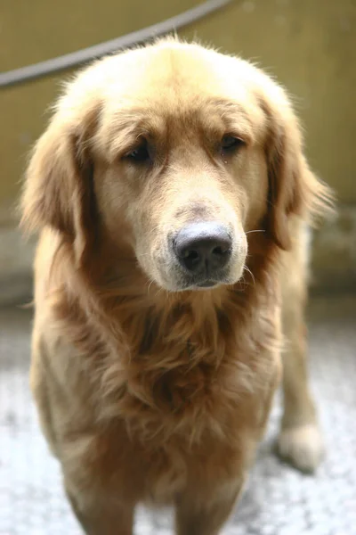 2005年3月13日金の回収犬が床に座って — ストック写真