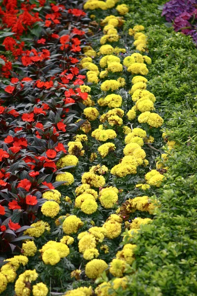 Zbliżenie Pomarańczowe Kwiaty Marigold Liści — Zdjęcie stockowe