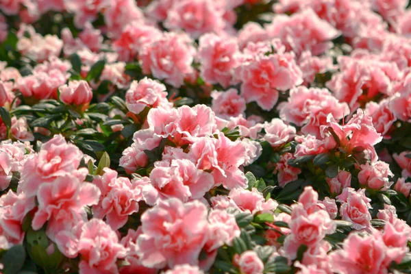 Die Rhododendron Hybriden Garten Bei — Stockfoto