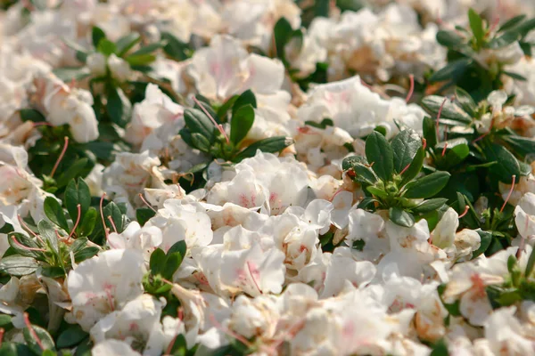 Rhododendron Hybrida Στον Κήπο Στο — Φωτογραφία Αρχείου
