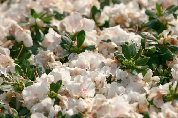 Die Rhododendron Hybriden Garten Bei — Stockfoto