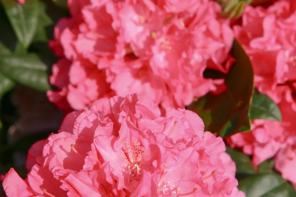 Rhododendron Hybrida Garden — Stock Photo, Image