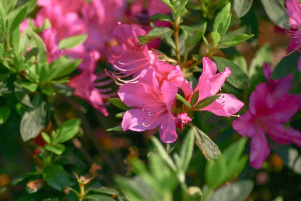 Bahar Bahçesinde Güzel Bir Çınar Çiçeği — Stok fotoğraf