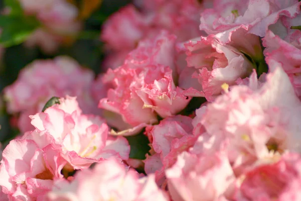 Rhododendron Hybrida Garden — Stock Photo, Image