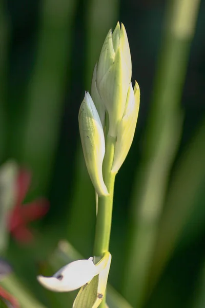 Zblízka Pohled Krásné Květinové Pupeny Zelenými Listy — Stock fotografie