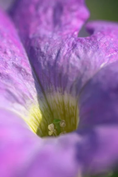 Renkli Nonoş Çiçeği Doğal Arka Plan Bitkisi — Stok fotoğraf