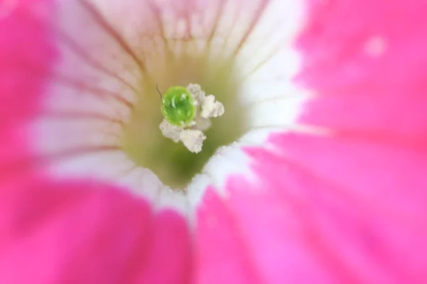Una Pianta Tricolore Pansy Fiore Terra Naturale — Foto Stock