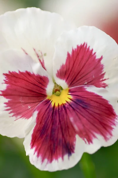 Eine Tricolor Stiefmütterchen Blütenpflanze Natürlicher Hintergrund — Stockfoto