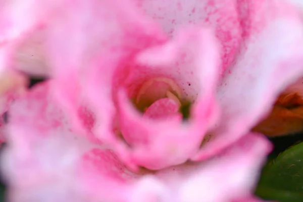 Rhododendron Hybriden Trädgården Vid — Stockfoto