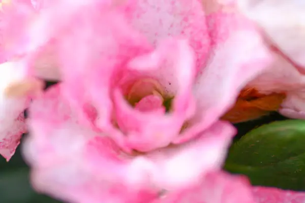 Die Rhododendron Hybriden Garten Bei — Stockfoto