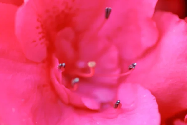 Una Hermosa Flor Rododendro Jardín Primavera —  Fotos de Stock