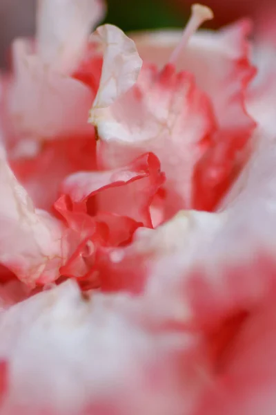 春の庭の美しいシャクナゲの花 — ストック写真