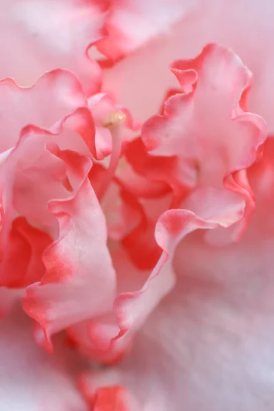 春の庭の美しいシャクナゲの花 — ストック写真