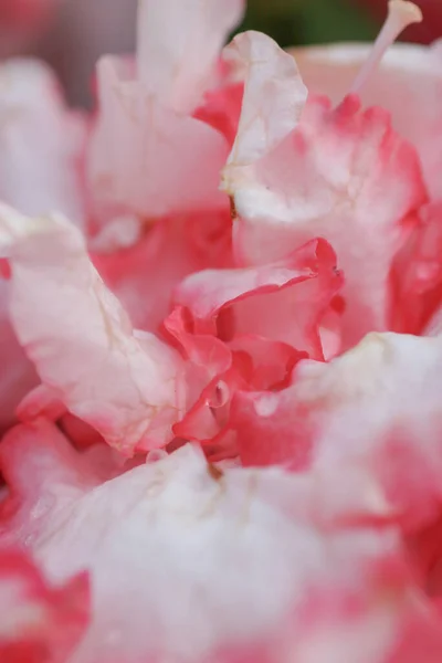 Una Hermosa Flor Rododendro Jardín Primavera —  Fotos de Stock