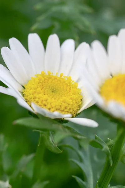 Een Witte Mini Marguerite Bloem Chrysanthemum Paludosum — Stockfoto