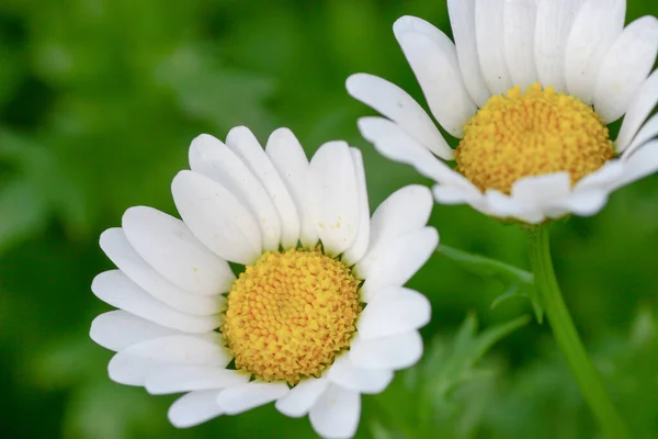 Une Mini Fleur Marguerite Blanche Chrysanthème Paludosum — Photo