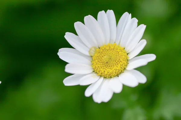 White Mini Marguerite Flower Chrysanthemum Paludosum —  Fotos de Stock