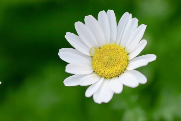 Uma Mini Flor Marguerita Branca Chrysanthemum Paludosum — Fotografia de Stock