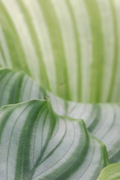 Den Gröna Blad Makro Grön Och Vit Linje — Stockfoto