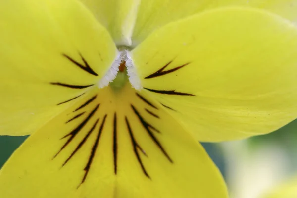 Dreifarbiges Stiefmütterchen Blütenpflanze Natürlicher Hintergrund — Stockfoto