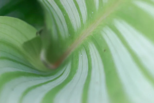 Green Leaf Macro Green White Line — Stock Fotó