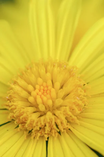 Close Yellow Diasie Flower Garden —  Fotos de Stock