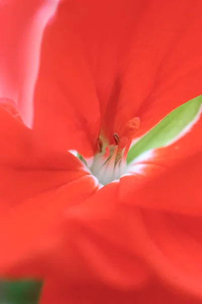 Red Flower Blooming Garden — Foto Stock