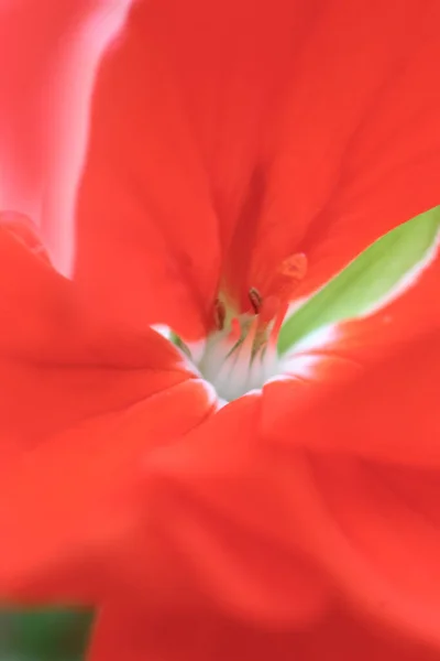 Red Flower Blooming Garden — Foto Stock
