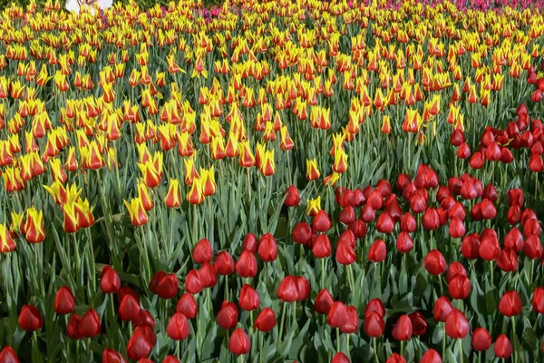 Värikäs Tulppaani Kukkia Alalla Keväällä Kausi Oranssi Tulppaani — kuvapankkivalokuva