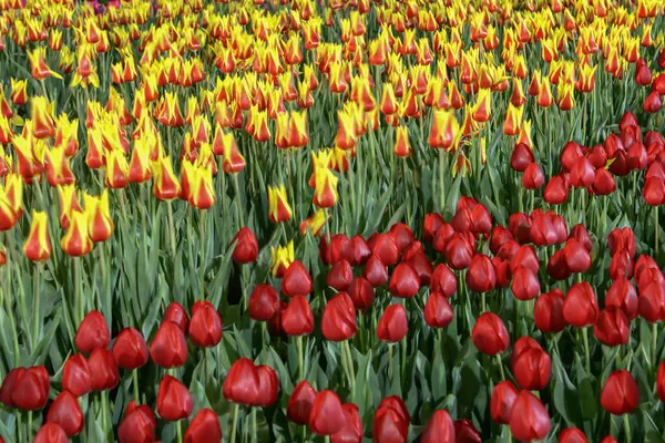 Barevné Pole Tulipánů Jarní Sezóně Oranžový Tulipán — Stock fotografie