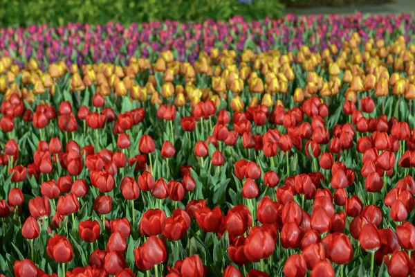 Kolorowe Pola Kwiatów Tulipanów Sezonie Wiosennym Pomarańczowy Tulipan — Zdjęcie stockowe