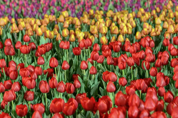 Kolorowe Pola Kwiatów Tulipanów Sezonie Wiosennym Pomarańczowy Tulipan — Zdjęcie stockowe