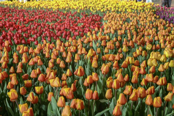Colorato Campo Fiori Tulipano Nella Stagione Primaverile Tulipano Arancione — Foto Stock