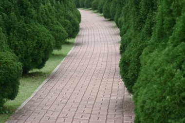 a Footpath Amidst Trees In Park at the spring
