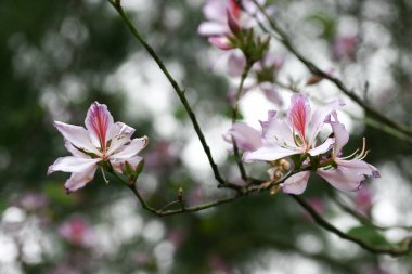 A beautiful purple flower named Purple. Bauhinia in the garden.