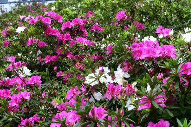 Bahar bahçesinde güzel bir çınar çiçeği.