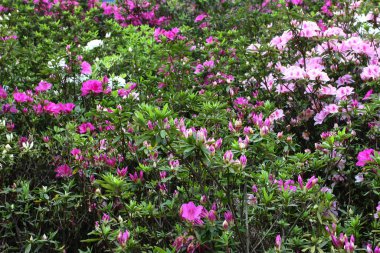 Bahar bahçesinde güzel bir çınar çiçeği.