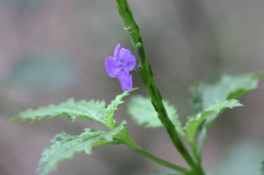 25 March 2005 the flower at the nature with green back ground