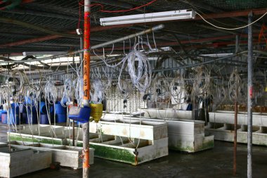 the vendors sell the salted fishes in Lau Fau Shan. 26 March 2005