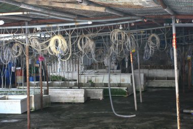 the vendors sell the salted fishes in Lau Fau Shan. 26 March 2005