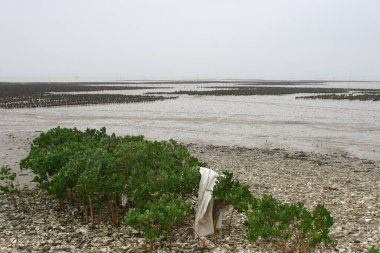 26 March 2005 the Oyster shell landing at Lau Fau Shan, hk