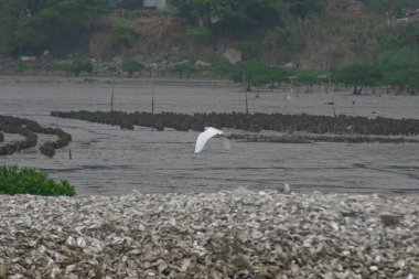 La 'daki büyük balıkçıl