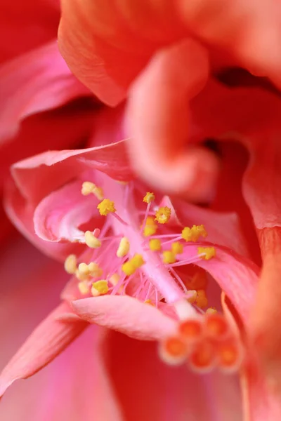 März 2005 Die Nahaufnahme Einer Großen Hibiskusblüte — Stockfoto