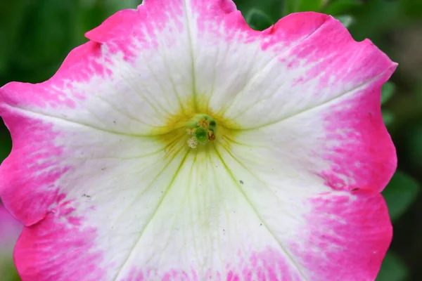 March 2005 Pink Ipomoea Flowers Beach —  Fotos de Stock