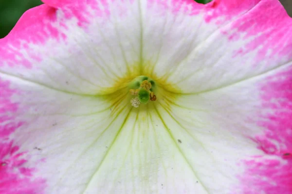 März 2005 Das Rosa Der Ipomöenblüten Strand — Stockfoto