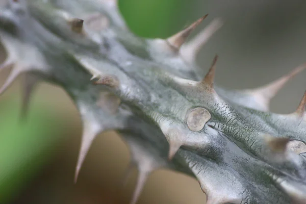 March 2005 Dry Thorn Die Bush Plant — Foto de Stock