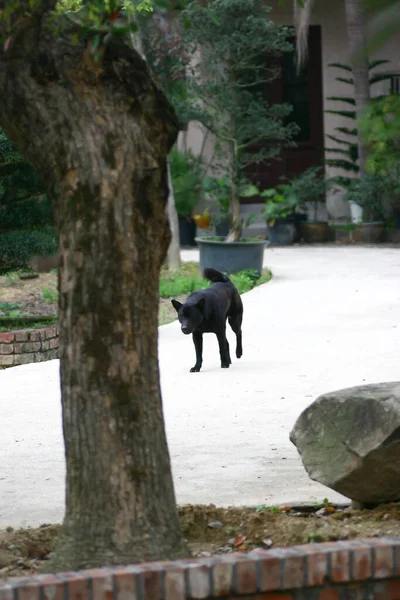 March 2005 Cute Black Dog Looking Camera Outdoor — Foto de Stock