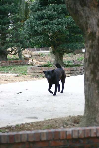 2005年3月25日可爱的黑狗在户外看着相机 — 图库照片