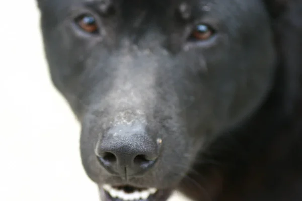 Gros Plan Visage Chien Nature — Photo